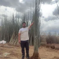 فروش انواع نهال صنوبر بادام،گردو،توت،گیلاس،انگور