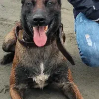 واگذاری مالینویز|سگ|رشت, بوسار|دیوار