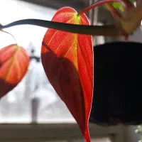 اکواریوم به همراه پمپ و سنگ و غیره