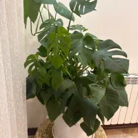 گل برگ انجیری|گل و گیاه طبیعی|تهران, شهرک خرازی|دیوار