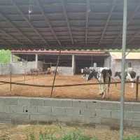 گاوداری صنعتی