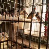 فروش پرنده فنچ|پرنده|قزوین, |دیوار