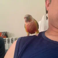 گرینچیک جفت دستی و رام