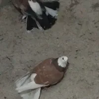 کبوتر پرشی|پرنده|بهشهر, |دیوار