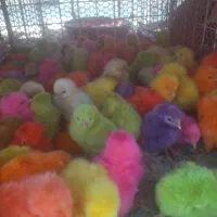 جوجه محلی سلطان جوجه رنگی بلدرچین|حیوانات مزرعه|کوخرد هرنگ, |دیوار