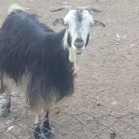 بز داشتی آبستن|حیوانات مزرعه|مرودشت, پشت سایپا|دیوار