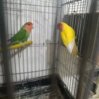عروس هلندی|پرنده|پاکدشت, کبودگنبد|دیوار