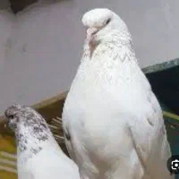 کبوتر گلستان