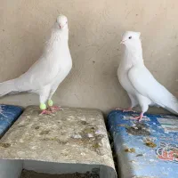 دوتانر نوک ریز|پرنده|پیر بکران, |دیوار