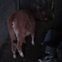 گوساله ماده