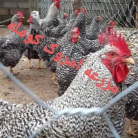 جوجه ی امروک آمریکایی اصیل|حیوانات مزرعه|لنگرود, |دیوار