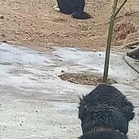 واگذاری سگ گله