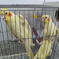 عروس هلندی معاوضه با سهره