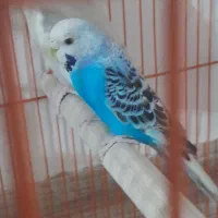 مرغ عشق|پرنده|سیرجان, |دیوار