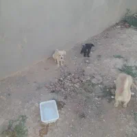 یک سگ ماده و سه توله هاش