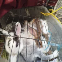 فروش خرگوش|موش و خرگوش|شهریار, شهریار|دیوار