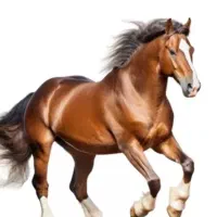 معاوظه کره اسب با موتور گاو گوسفند