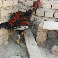 خروس لاری