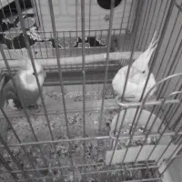 باسلام عروس هلندی مولد وسه عدد تخم|پرنده|ری, شهادت|دیوار