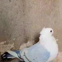 کفتر پشت ساتن