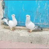 کبوتر شامی کاکلی سینه کله دمسفید طوقی ساده|پرنده|مشهد, حرم مطهر رضوی|دیوار