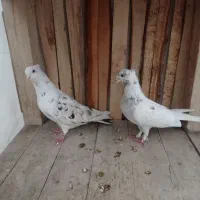 دوعدد کبوتر|پرنده|پیرانشهر, |دیوار