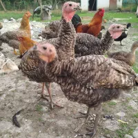 بوقلمون و اردک اسراییلی|حیوانات مزرعه|تالش, جوکندان|دیوار