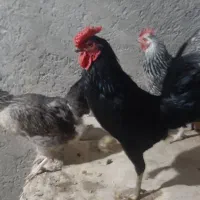 خروس سیاه
