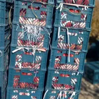 فروش عمده انار رباب خیرآباد