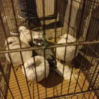 چهار عدد کبوتر