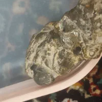 فسیل کم نظیر ونایاب به درد فسیل شناسان میخوره|کلکسیون اشیاء عتیقه|لواسان, |دیوار