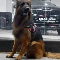 ژرمن نر یکسال گذشته گم شده|سگ|سیرجان, |دیوار