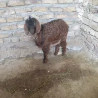 بزغاله نر جنس