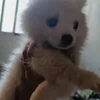 سگ پامرین سایر ریز|سگ|آزادشهر, |دیوار