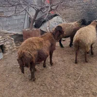 شیشک قوچ غزل افشار