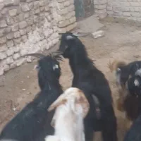 بزغاله نر|حیوانات مزرعه|قم, باجک یک|دیوار