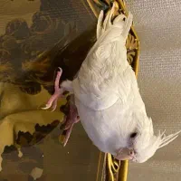 عروس هلندی ماده آلبینو