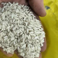 پخش برنج عنبربو و انواع برنج|عمدهفروشی|قم, پردیسان|دیوار