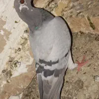 کبوتر فروشی|پرنده|سراوان, |دیوار