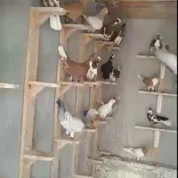 کفتر پرشی