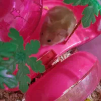 واگذاری همستر