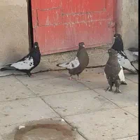 کبوتر کفتر بهبهانی سینه