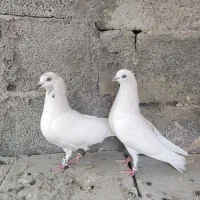 کفتر پاکستانی فروشی
