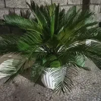 سیکاس
