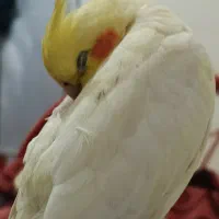 عروس هلندی گمشده محدوده مینودر|حیوانات|قزوین, |دیوار