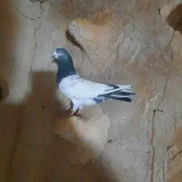 ۸تا دوتومن|پرنده|اسفراین, |دیوار