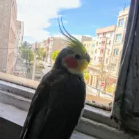 عروس هلندی گمشده