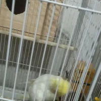 پرندهعروسهلندیمولدباجوجه|پرنده|تنکابن, |دیوار