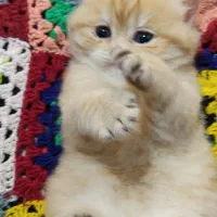 بریتیش گلد ماده کد رنگ NS12