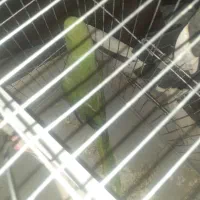 طوطی ملنگو|پرنده|قائن, |دیوار